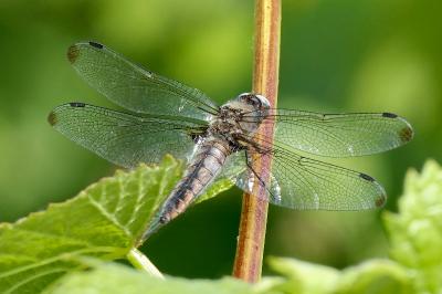 <i>Libellula fulva</i>