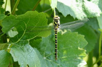 <i>Cordulegaster boltonii</i>