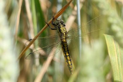 <i>Orthetrum cancellatum</i>