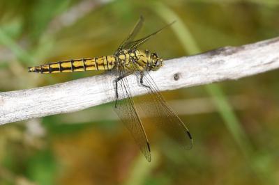 <i>Orthetrum cancellatum</i>
