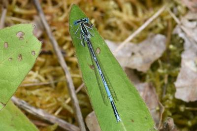 <i>Platycnemis pennipes</i>