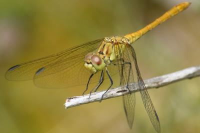 <i>Sympetrum meridionale</i>