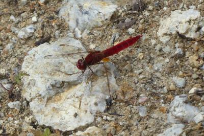 <i>Crocothemis erythraea</i>