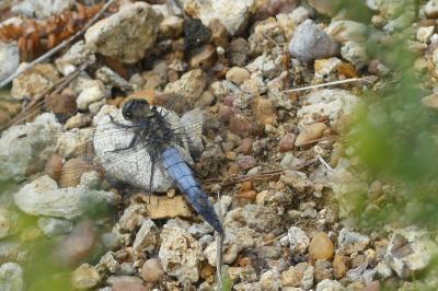 <i>Orthetrum cancellatum</i>
