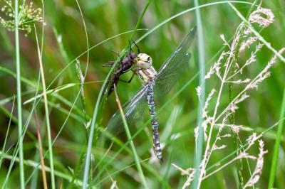 <i>Aeshna cyanea</i>