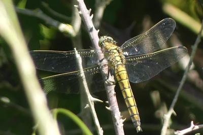 <i>Orthetrum cancellatum</i>