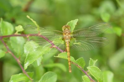 <i>Sympetrum striolatum</i>