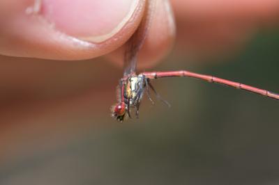 <i>Pyrrhosoma nymphula</i>