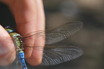 <i>Anax imperator</i>
