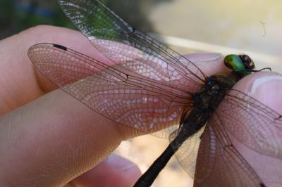 <i>Cordulia aenea</i>