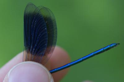 <i>Calopteryx splendens</i>