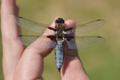 <i>Libellula depressa</i>
