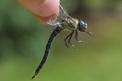 <i>Brachytron pratense</i>
