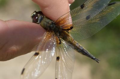 <i>Libellula quadrimaculata</i>