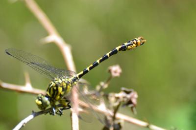 <i>Onychogomphus forcipatus</i>