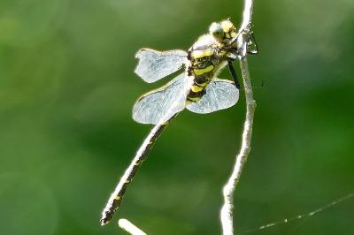 <i>Cordulegaster boltonii</i>