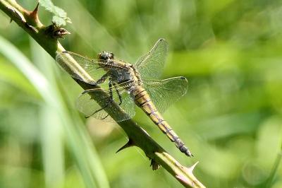 <i>Orthetrum cancellatum</i>