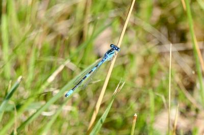 <i>Coenagrion scitulum</i>