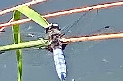 <i>Libellula fulva</i>