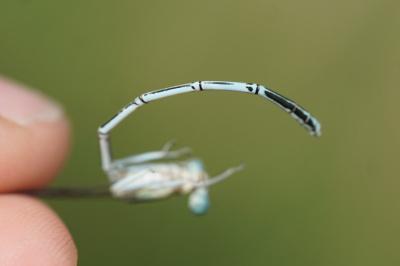 <i>Platycnemis pennipes</i>