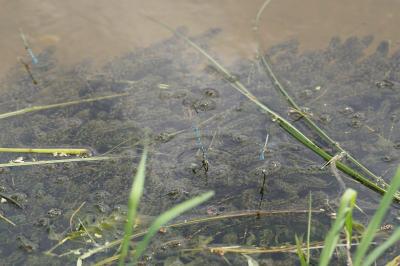 <i>Erythromma lindenii</i>