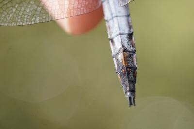 <i>Orthetrum cancellatum</i>