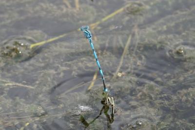 <i>Erythromma lindenii</i>