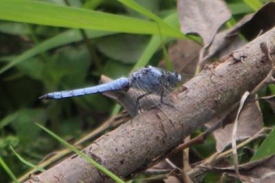 <i>Orthetrum brunneum</i>