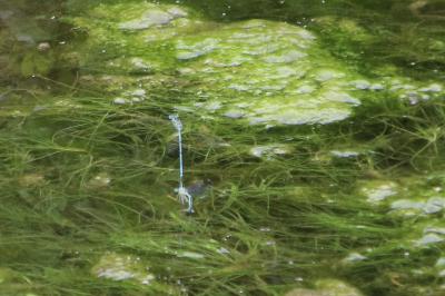 <i>Platycnemis pennipes</i>