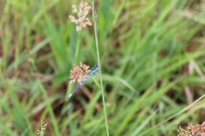 <i>Coenagrion scitulum</i>
