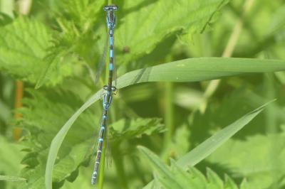 <i>Coenagrion scitulum</i>