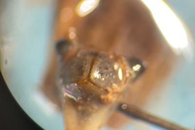 <i>Sympetrum vulgatum</i>