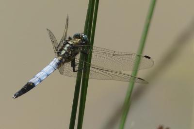 <i>Orthetrum albistylum</i>