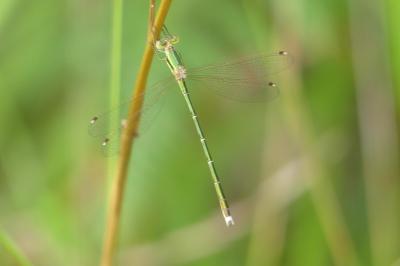<i>Lestes barbarus</i>
