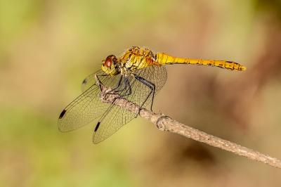 <i>Sympetrum sanguineum</i>