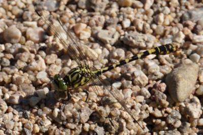 <i>Onychogomphus forcipatus</i>