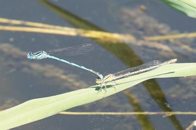 <i>Erythromma lindenii</i>