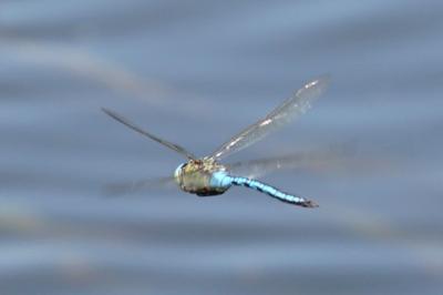 <i>Anax imperator</i>