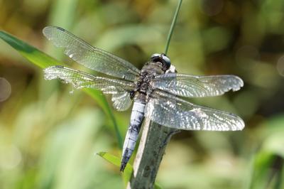 <i>Libellula fulva</i>