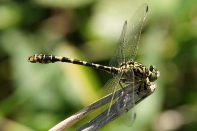 <i>Onychogomphus forcipatus</i>
