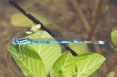 <i>Erythromma lindenii</i>