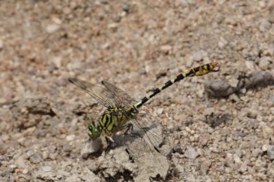<i>Onychogomphus forcipatus</i>