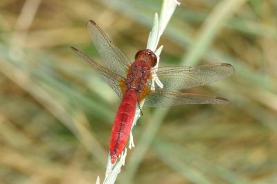 <i>Crocothemis erythraea</i>