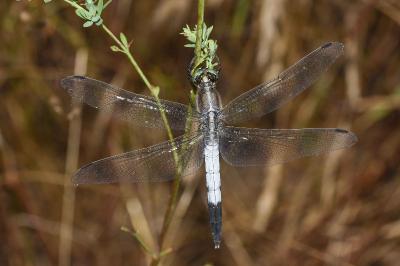 <i>Orthetrum albistylum</i>