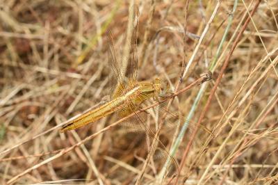 <i>Orthetrum coerulescens</i>