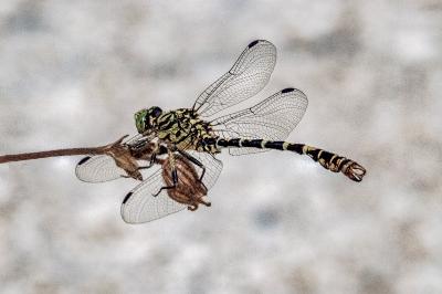 <i>Onychogomphus forcipatus</i>