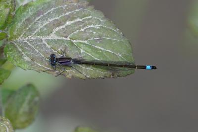 <i>Ischnura elegans</i>