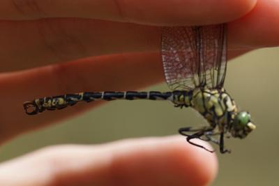 <i>Onychogomphus forcipatus</i>