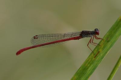 <i>Ceriagrion tenellum</i>
