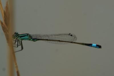 <i>Ischnura elegans</i>